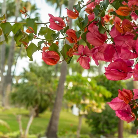 Apartment Casablanca 25 Oasis Nerja